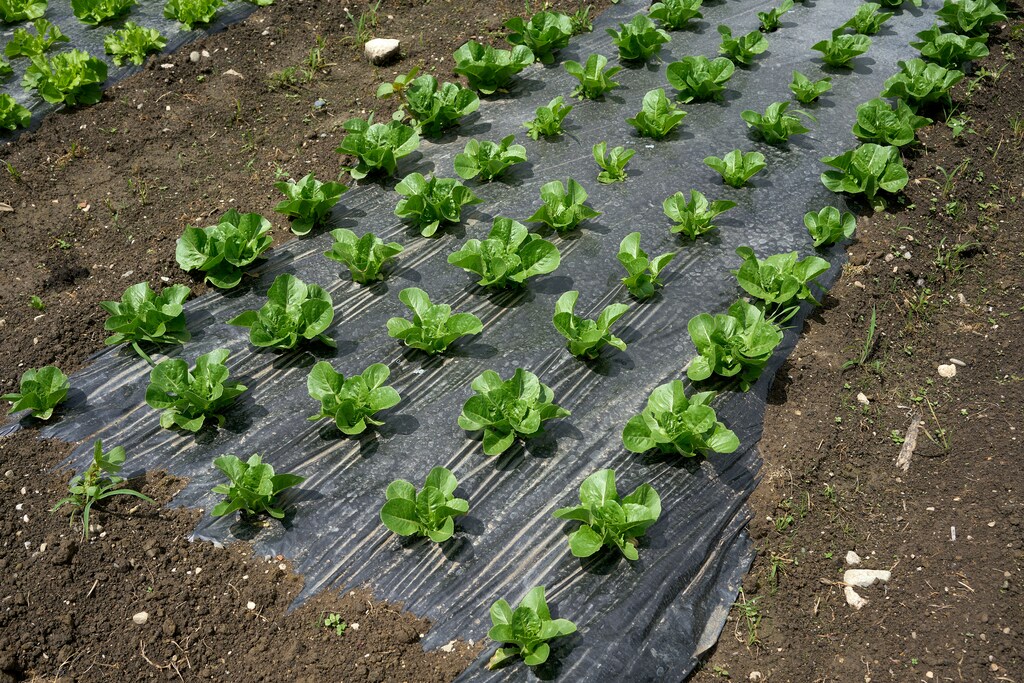 Mezőgazdasági fóliák